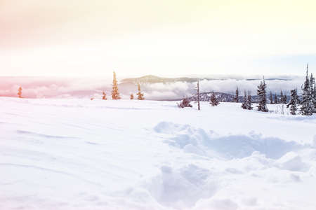 winter landscape in the mountains, christmas trees in the snowの写真素材