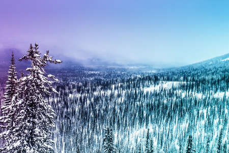 Winter landscape glowing by sunlight. Dramatic wintry scene.