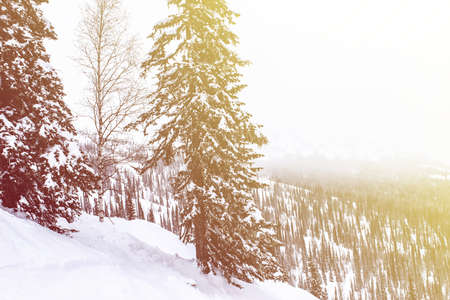 Majestic white spruces glowing by sunlight. Picturesque and gorgeous wintry scene. Happy New Year Beauty world.の写真素材