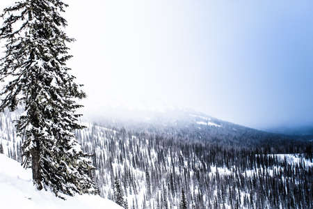 Majestic white spruces glowing by sunlight. Picturesque and gorgeous wintry scene. Happy New Year Beauty world.の写真素材