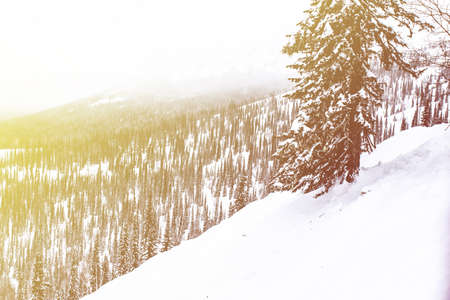 winter landscape in the mountains, christmas trees in the snow
