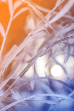 abstract background with grass leaves, early morningの写真素材