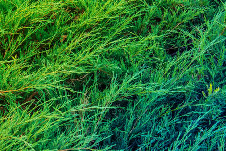 background with grass, natural backgroundの写真素材