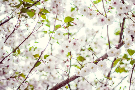 almond blossoms, blossom on a tree, spring nature