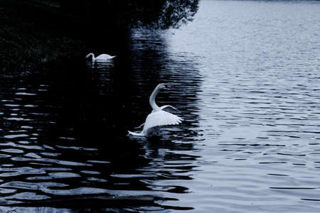 white swan on a pond, beautiful white birds, a swan lakeの写真素材