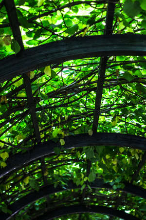 tunnel from the plantsの写真素材