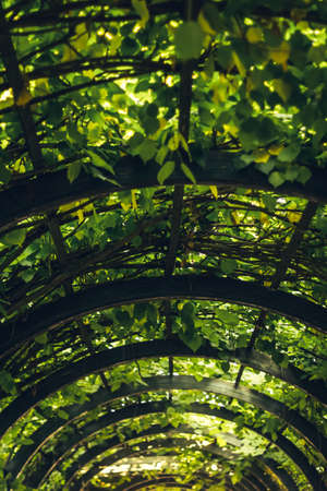 tunnel from the plantsの写真素材