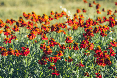 field of flowers in the garden, summer wallpaperの写真素材