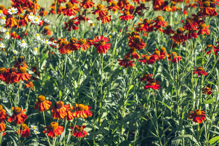 field of flowers in the garden, summer wallpaperの写真素材