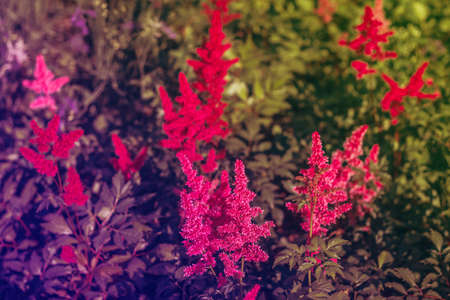 Beautiful bushes of flowers and a bumble bee on the flower closeup, nice backgroundの写真素材