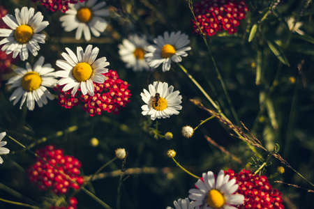 field flowers in white and white flowersの写真素材