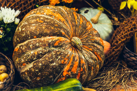 beautiful autumn composition with pumpkins. autumn cozy still life. pumpkinsの写真素材