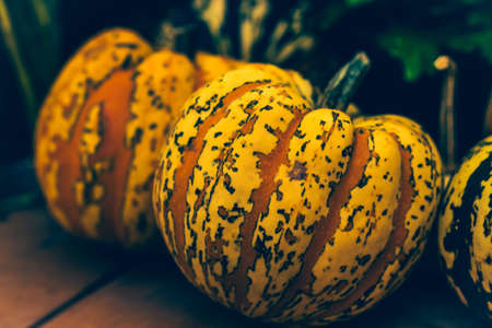 spotted orange pumpkin close-upの写真素材