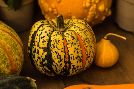 spotted orange pumpkin close-up