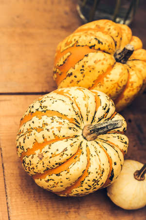 beautiful bright unusual pumpkins painted in spotted yellow green colorの写真素材