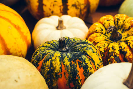 beautiful bright unusual pumpkins painted in spotted yellow green colorの写真素材