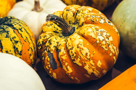 beautiful bright unusual pumpkins painted in spotted yellow green colorの写真素材
