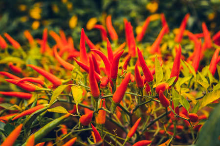 Red chili peppers plant in the garden (Capsicum annuum)の写真素材