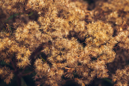 natural autumn backgroundの写真素材