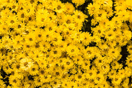 Yellow Chrysanthemum flowers on blurred background. Autumn or Fall time.の写真素材