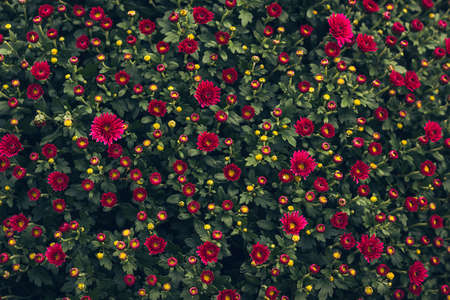 Red chrysanthemum bush in park. Chrysanthemum annuals for background design. Chrysanthemum red wallpaper in autumn landscape garden.の写真素材