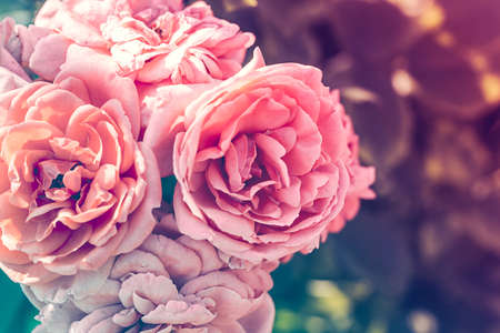 Spring blossom or summer blossom, pastel and soft floral cardの写真素材