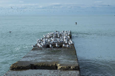 Sea and blue sky background. Sea birdsの写真素材