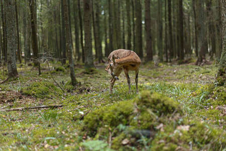 A wild mouflon in the forest stands at the edge, a young animal with horns.の写真素材