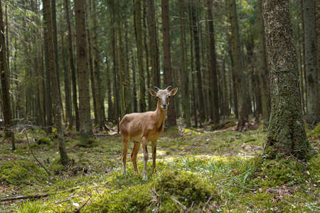 A wild mouflon in the forest stands at the edge, a young animal with horns.の写真素材