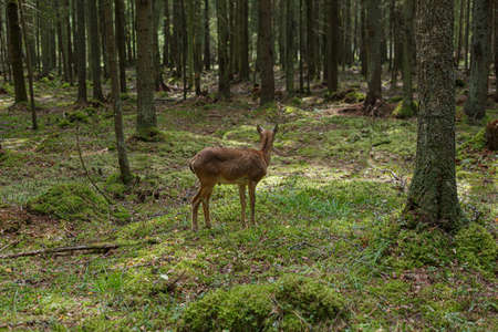 A wild mouflon in the forest stands at the edge, a young animal with horns.の写真素材