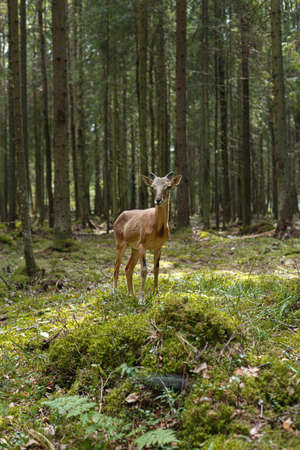 A wild mouflon in the forest stands at the edge, a young animal with horns.の写真素材