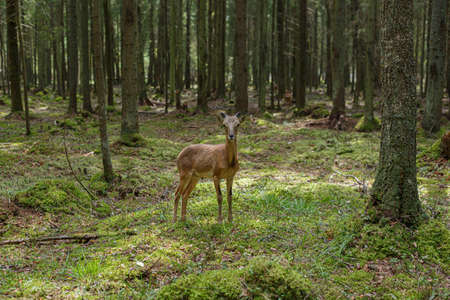 A wild mouflon in the forest stands at the edge, a young animal with horns.の写真素材