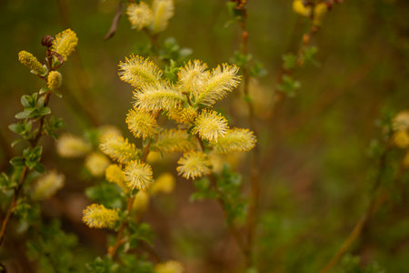 Blooming pussy willow, yellow spring flowers in the park. Easter decorationの写真素材