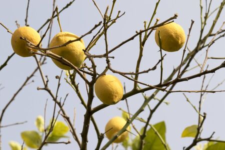 Group of yellow lemons on the branchesの写真素材