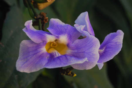 Violet flowerの写真素材