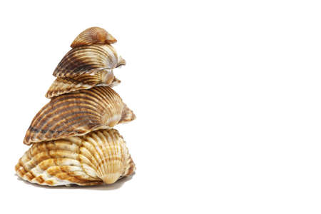 Mediterranean shellsの写真素材