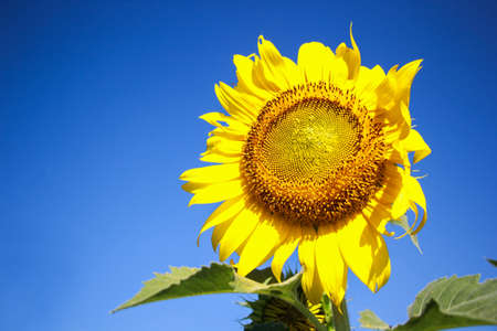 Sunflower and blue sky, Beautiful sunflowerの写真素材
