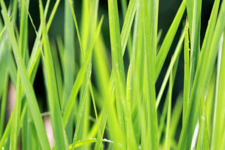 Rice field backgroundの写真素材