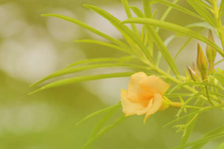 Orange oleander softness background.の写真素材