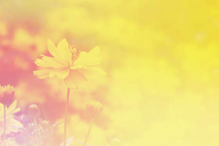 Cosmos flower pastel  blurry background.の写真素材