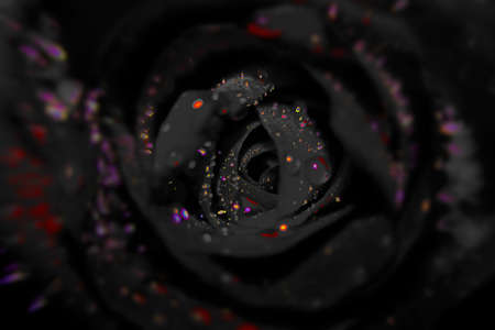 blurred of black rose background with water drops.の写真素材