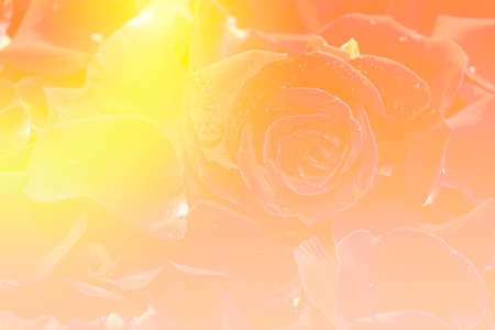Softness roses pastel color backgroundの写真素材