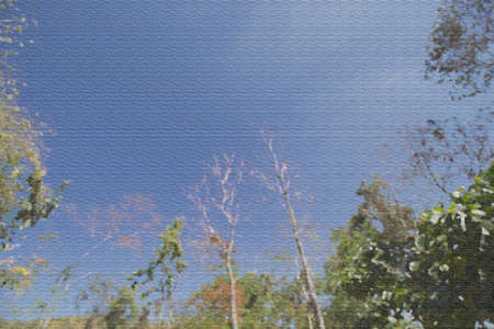 sky and trees in the summer : Add fillterの写真素材