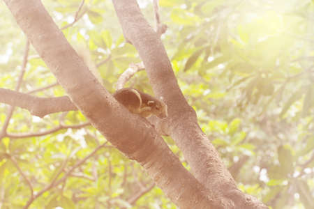 Squirrel  scratching hair on a tree at a park. With warm and soft tone