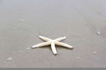 Starfish on the beachの写真素材