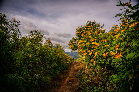 Mexican sunflower weed field at Mae Hong Son province, Thailand.の写真素材