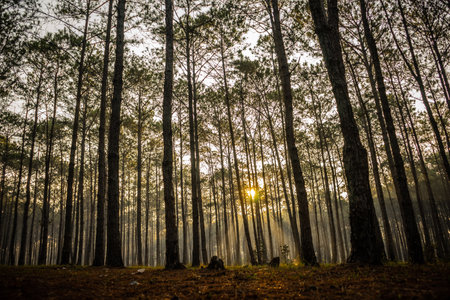 Pine tree forest with sunlight in the morning at Doi Inthanon National Park, Thailand.の写真素材