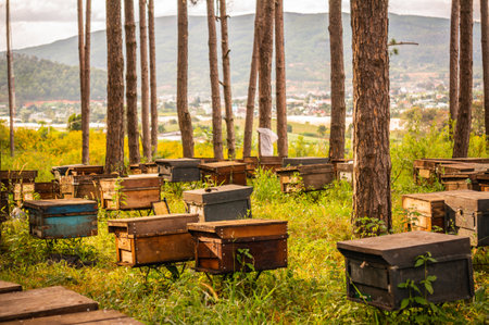 Beehives in the forest at Mae Hong Son province, Thailand.の写真素材
