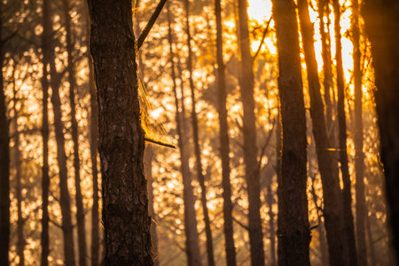 Sunset in the pine forest. Sun rays through the trees.の写真素材