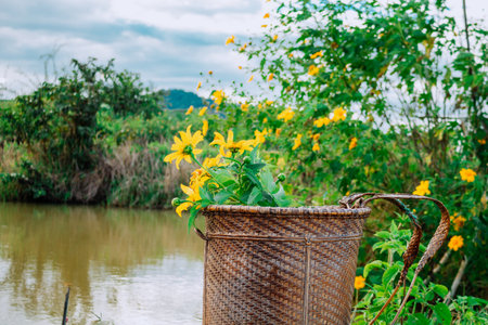 Basket of yellow flower in the garden, Thailand. (Tithonia diversifolia)の写真素材